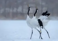 Fischer, Jie: Red -crowned Crane singing  together