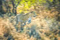 Sink, C. Jeffrey: Panning leopard