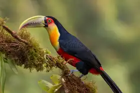 Galus, Piotr: Red-breasted Toucan