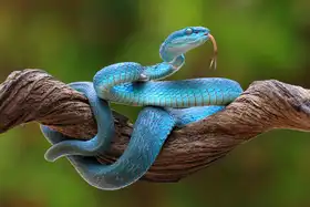 Laksono, Pujo: turquoise blue viper
