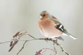 Keizer, Annie: A common chaffin with snow light