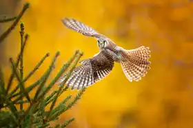 Zygmunt, Milan: American Kestrel