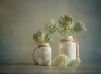 Ytje,, Veenstra,,: Wild Carrot