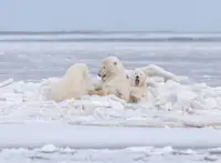 Itoyama, Eiji: Our ice bed