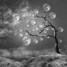 Marcel, Christian: The Moon Tree