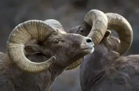 Verdon: Bighorn sheep, Ovis canadensis