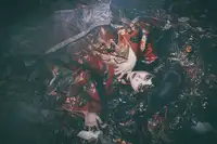 Kiyota, Daisuke: Jigoku Dayu(地獄太夫)
