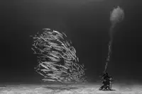 Bonfield, Chris: Diver and School