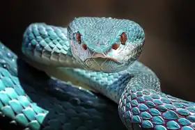Maududdin, Fauzan: Sharp Look of Blue Insularis Viper Snake