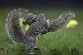 Li, Rob: Squirrel boxing