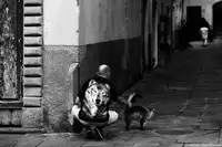 Maffei, Franco: cat and dog