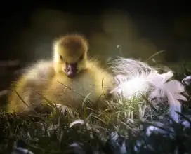 Cseresnjes, Anna: le poussin