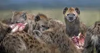 Ortega, Xavier: Hyenas feeding