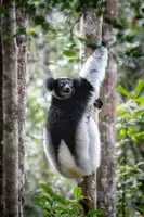 Ruoppolo, Luigi: Indri lemur
