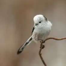Keizer, Annie: a White-headed Long-tailed Tit