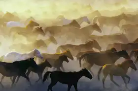 Bagci, Emir: Wild horses