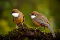 Saleem, Abdul: White-throated laughing thrush