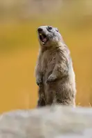 Bolla, Paolo: The Scream