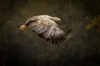 Špeta, Marcel: Gandalf eagle