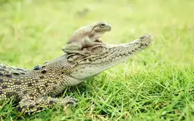 Arifuddin, Ridho: crocodile and toad