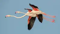 Raga, Gil Joan: Flamingos in flight