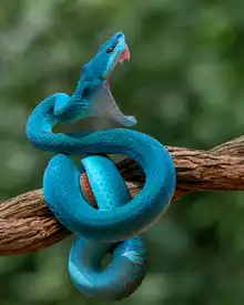 Song, Gunarto: Angry Snake