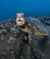 Lu, Jennifer: Turtle yawning