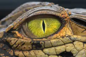 Mp, Hendy: EYE