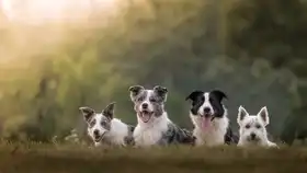 Gergő, Csaba Papp: The Pack