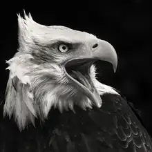 Willems, Vincent: The American Eagle