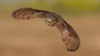 Wang, Bo: Burrowing Owl in fly