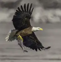 Binbin, L.: Bald Eagle