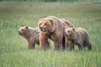Sink, C. Jeffrey: Spring cubs and mom