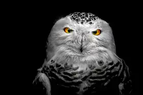 Michael: Owl