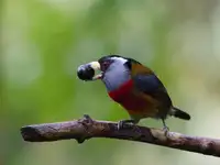 Simon, Petr: The Toucan Barbet, Semnornis ramphastinus