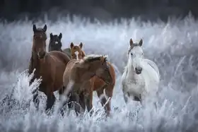 Sokolovsky, Vlad: One frosty morning..