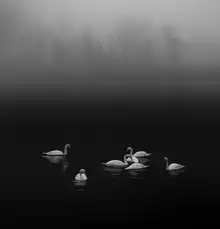 Tseng, Judy: Swan lake foggy morning