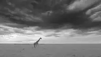 Fischer, Jie: Massai Mara