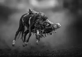 Wu, Irene: Tough Guy