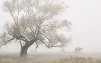 Kado, Pawel: Lost in the fog