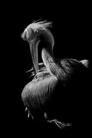 Jealousy: Pelican