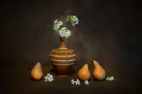 Wei, and Siyu: Pears Life Cycle