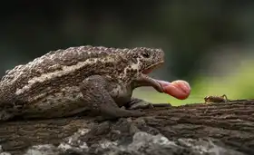 Nugraha, Handi: Pseudobufo Subaster