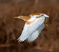 Btoush, Raad: GOLDEN HERON