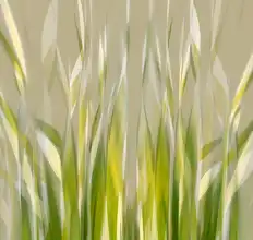 Talen, Nel: Dancing reed