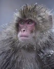 AKTAS, Ozan: Handsome Snow Monkey