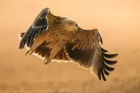 Sobhi, Ahmed: Eastern Imperial Eagle