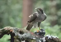 Linden, van Jan: Northern Goshawk with prey