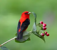 Luo, Donald: Scarlet Tanager