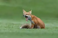 Luo, Donald: Red Fox Yawning